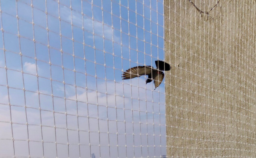 Pigeon safety nets3